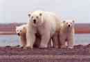 Jaký je životnost bílého medvěda v přírodě a zajetí?